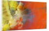 Colorful Petrified Wood by Anonymous