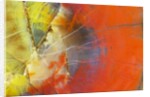 Colorful Petrified Wood by Anonymous