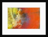 Colorful Petrified Wood by Anonymous