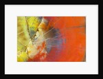 Colorful Petrified Wood by Anonymous