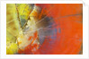 Colorful Petrified Wood by Anonymous
