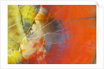Colorful Petrified Wood by Anonymous