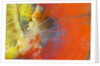 Colorful Petrified Wood by Anonymous