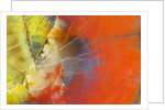 Colorful Petrified Wood by Anonymous