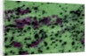 Zasite Stone with rudby & green by Anonymous