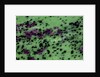 Zasite Stone with rudby & green by Anonymous