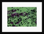 Zasite Stone with rudby & green by Anonymous