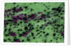 Zasite Stone with rudby & green by Anonymous