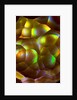 Fire Agate by Anonymous