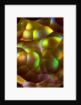 Fire Agate by Anonymous