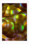 Fire Agate by Anonymous