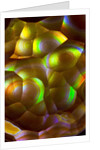 Fire Agate by Anonymous