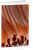 Close up Apache Jasper by Anonymous