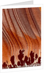 Close up Apache Jasper by Anonymous