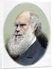 Darwin, Charles Robert (1809-1882) British naturalist. Colored engraving by Anonymous