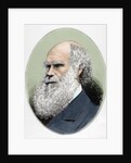 Darwin, Charles Robert (1809-1882) British naturalist. Colored engraving by Anonymous
