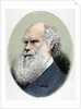 Darwin, Charles Robert (1809-1882) British naturalist. Colored engraving by Anonymous