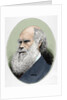 Darwin, Charles Robert (1809-1882) British naturalist. Colored engraving by Anonymous