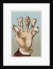 Five pigs on five fingers by Anonymous
