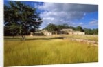 Rural scene with ruins of palace, Labna, Yucatan, Mexico by Anonymous