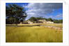 Rural scene with ruins of palace, Labna, Yucatan, Mexico by Anonymous