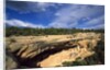 View of Cliff Palace, Mesa Verde National Park, Colorado, USA by Anonymous