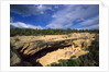 View of Cliff Palace, Mesa Verde National Park, Colorado, USA by Anonymous