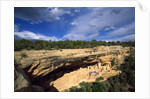 View of Cliff Palace, Mesa Verde National Park, Colorado, USA by Anonymous