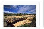 View of Cliff Palace, Mesa Verde National Park, Colorado, USA by Anonymous