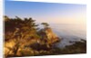 Lone cypress growing on cliff, California, USA by Anonymous