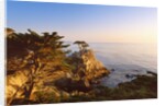 Lone cypress growing on cliff, California, USA by Anonymous