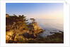 Lone cypress growing on cliff, California, USA by Anonymous