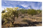Cactus, Sonoran Desert, Organ Pipe Cactus National Park, Arizona, USA by Anonymous