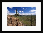 Landscape, Saguaro National Park, Arizona, USA by Anonymous