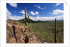 Landscape, Saguaro National Park, Arizona, USA by Anonymous