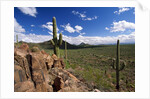 Landscape, Saguaro National Park, Arizona, USA by Anonymous