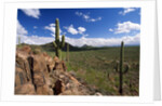 Landscape, Saguaro National Park, Arizona, USA by Anonymous