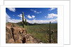 Landscape, Saguaro National Park, Arizona, USA by Anonymous