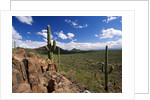 Landscape, Saguaro National Park, Arizona, USA by Anonymous