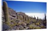 Salar de Uyuni and Cactuses in Isla de Pescado, Bolivia by Anonymous