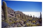 Salar de Uyuni and Cactuses in Isla de Pescado, Bolivia by Anonymous