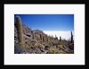 Salar de Uyuni and Cactuses in Isla de Pescado, Bolivia by Anonymous