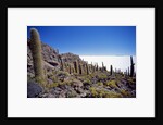 Salar de Uyuni and Cactuses in Isla de Pescado, Bolivia by Anonymous