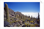 Salar de Uyuni and Cactuses in Isla de Pescado, Bolivia by Anonymous