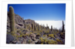 Salar de Uyuni and Cactuses in Isla de Pescado, Bolivia by Anonymous