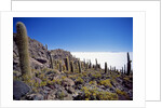 Salar de Uyuni and Cactuses in Isla de Pescado, Bolivia by Anonymous