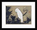 White Cockatoo on a Pine Branch by Ito Jakuchu