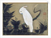 White Cockatoo on a Pine Branch by Ito Jakuchu