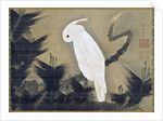 White Cockatoo on a Pine Branch by Ito Jakuchu