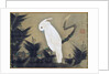 White Cockatoo on a Pine Branch by Ito Jakuchu